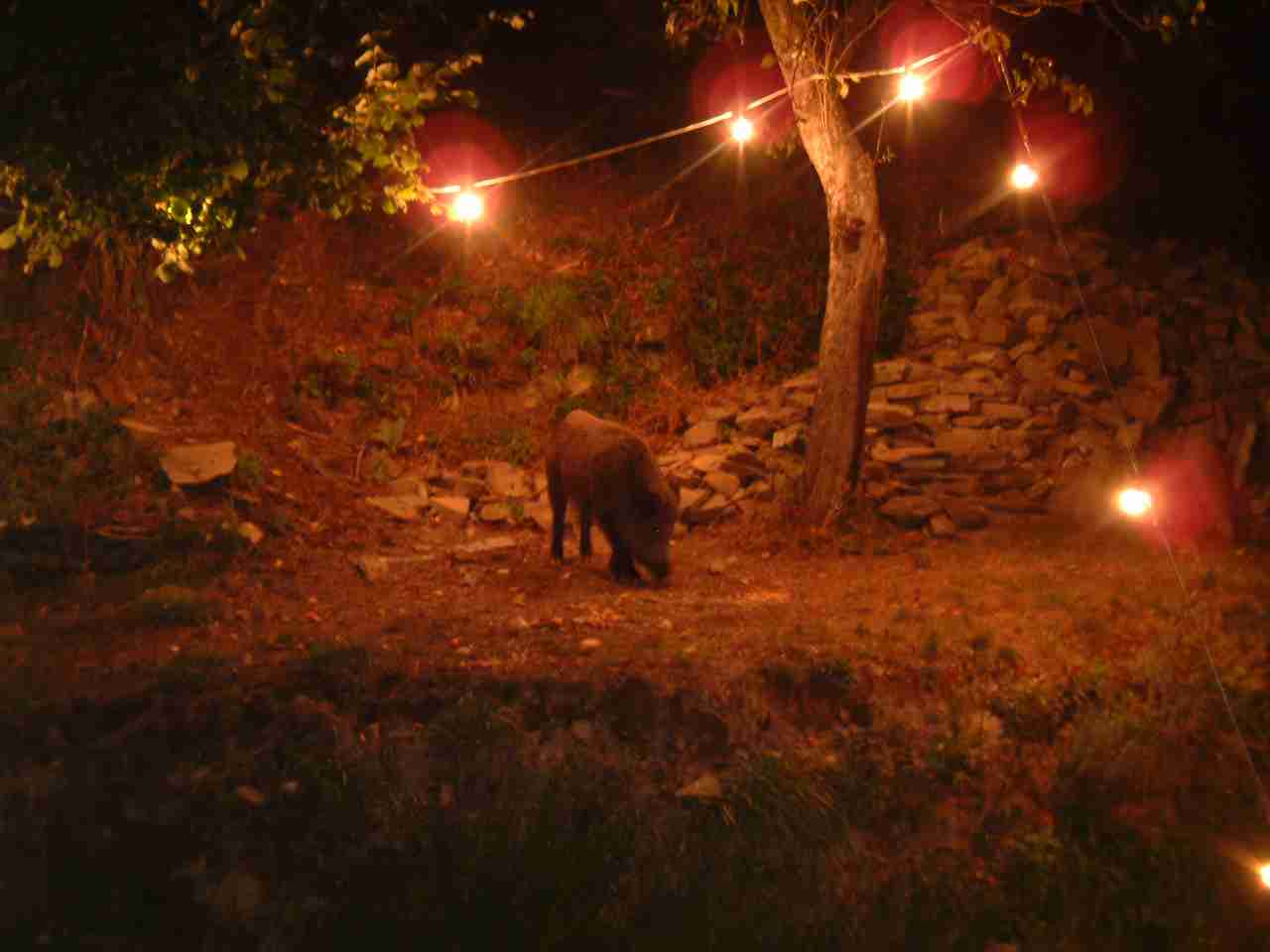  Image name: 01 fau12.jpg 
 width: 1280 pixel 
 height: 960 pixel 
 Size: 44871 bytes 
 Click to enlarge 